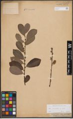 Foto von Salix cinerea L.